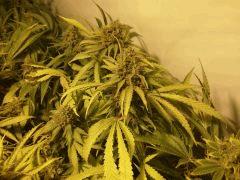 Scrog Early Skunk - CRO+56 - PréFlo+8 - FLO+73