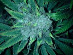 Scrog Early Skunk - CRO+56 - PréFlo+8 - FLO+63