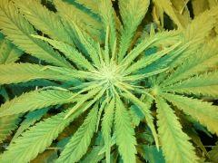 Scrog Early Skunk CRO+56 - PréFlo+8 - FLO+7 - Quelques pompons :-)