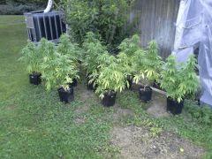 Early Skunk Outdoor 2013