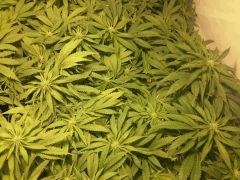 Scrog Early Skunk - CRO+56 - PréFlo+8 - FLO+12 - 3