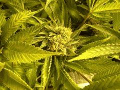 Scrog Early Skunk - CRO+56 - PréFlo+8 - FLO+67