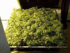 Scrog Early Skunk CRO+56 - PréFlo+8 - FLO+9