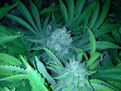 Scrog Early Skunk - CRO+56 - PréFlo+8 - FLO+63