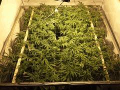 Scrog Early Skunk - F+1
