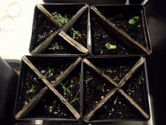 Potager et fleurs de jardin