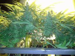 Scrog Early Skunk CRO+56 - PréFlo+8 - FLO+42