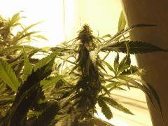 Scrog Early Skunk CRO+56 - PréFlo+8 - FLO+28 - Les buds
