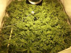 Scrog Early Skunk CRO+56 - PréFlo+8 - FLO+7