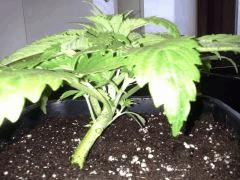 Early Skunk 11 litres - 3