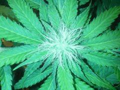 Scrog Early Skunk - CRO+56 - PréFlo+8 - FLO+16 - 6