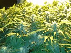 Scrog Early Skunk CRO+56 - PréFlo+8 - FLO+28 - Les buds