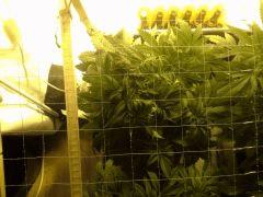 Scrog des Early Skunk C+41 - 6