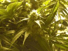 Scrog Early Skunk CRO+56 - PréFlo+8 - FLO+28 - Les buds