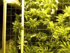 Scrog Early Skunk C+56/Préflo+3 - 6