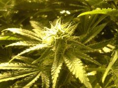Scrog Early Skunk - CRO+56 - PréFlo+8 - FLO+24 - Les buds se rejoignent