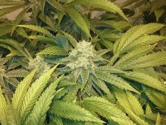 Scrog Early Skunk CRO+56 - PréFlo+8 - FLO+47