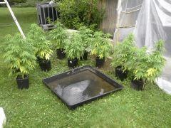 Session Outdoor - Early Skunk
