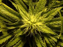 Scrog Early Skunk CRO+56 - PréFlo+8 - FLO+28 - Les buds