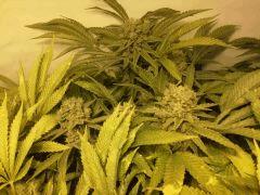 Scrog Early Skunk - CRO+56 - PréFlo+8 - FLO+73