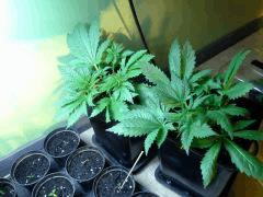 Early Skunk C+30