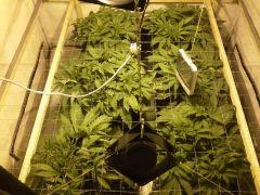 Early Skunk C+34