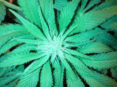 Scrog Early Skunk CRO+56 - PréFlo+8 - FLO+9