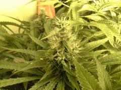 Scrog Early Skunk CRO+56 - PréFlo+8 - FLO+52