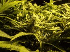 Scrog Early Skunk CRO+56 - PréFlo+8 - FLO+28 - Les buds
