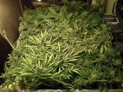 Scrog Early Skunk - CRO+56 - PréFlo+8 - FLO+63