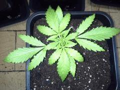 Early Skunk 11 litres - 6
