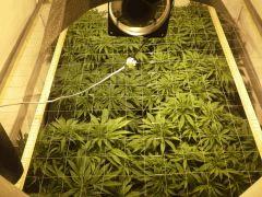 Scrog Early Skunk - C+52 - Après taille et réorganisation