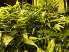 Scrog Early Skunk CRO+56 - PréFlo+8 - FLO+28 - Les buds