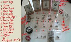 La Route des Weeds - Souvenirs d'Amsterdam