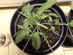 Early Skunk C+32 - session Outdoor 2013