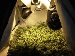 Scrog Early Skunk CRO+56 - PréFlo+8 - FLO+47