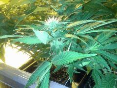 Scrog Early Skunk - CRO+56 - PréFlo+8 - FLO+16 - Des pompons