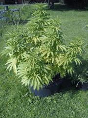 Session outdoor Early Skunk CRO+108