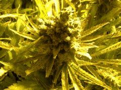 Scrog Indoor - CRO+56 - PréFlo+8 - FLO+77