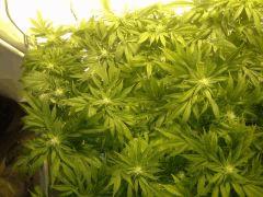 Scrog Early Skunk - CRO+56 - PréFlo+8 - FLO+16 - 4