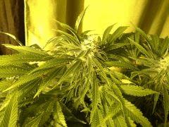 Scrog Early Skunk CRO+56 - PréFlo+8 - FLO+33