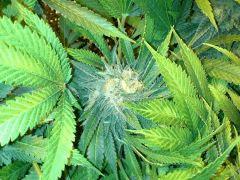 Scrog Early Skunk CRO+56 - PréFlo+8 - FLO+52