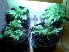 Early Skunk C+34