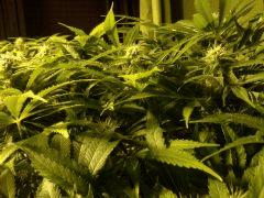 Scrog Early Skunk CRO+56 - PréFlo+8 - FLO+28 - Les buds