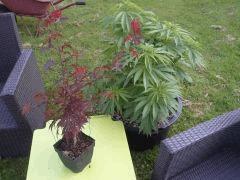 Session Outdoor - Early Skunk CRO+87