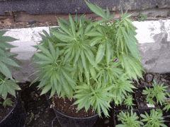 Session Outdoor - Early Skunk CRO+87