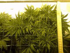 Scrog Early Skunk - C+52 - 5
