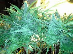 Scrog Early Skunk CRO+56 - PréFlo+8 - FLO+52