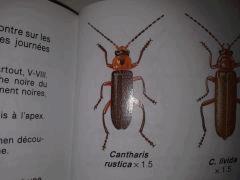 Un intrus dans le secteur !