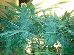 Scrog Early Skunk CRO+56 - PréFlo+8 - FLO+33